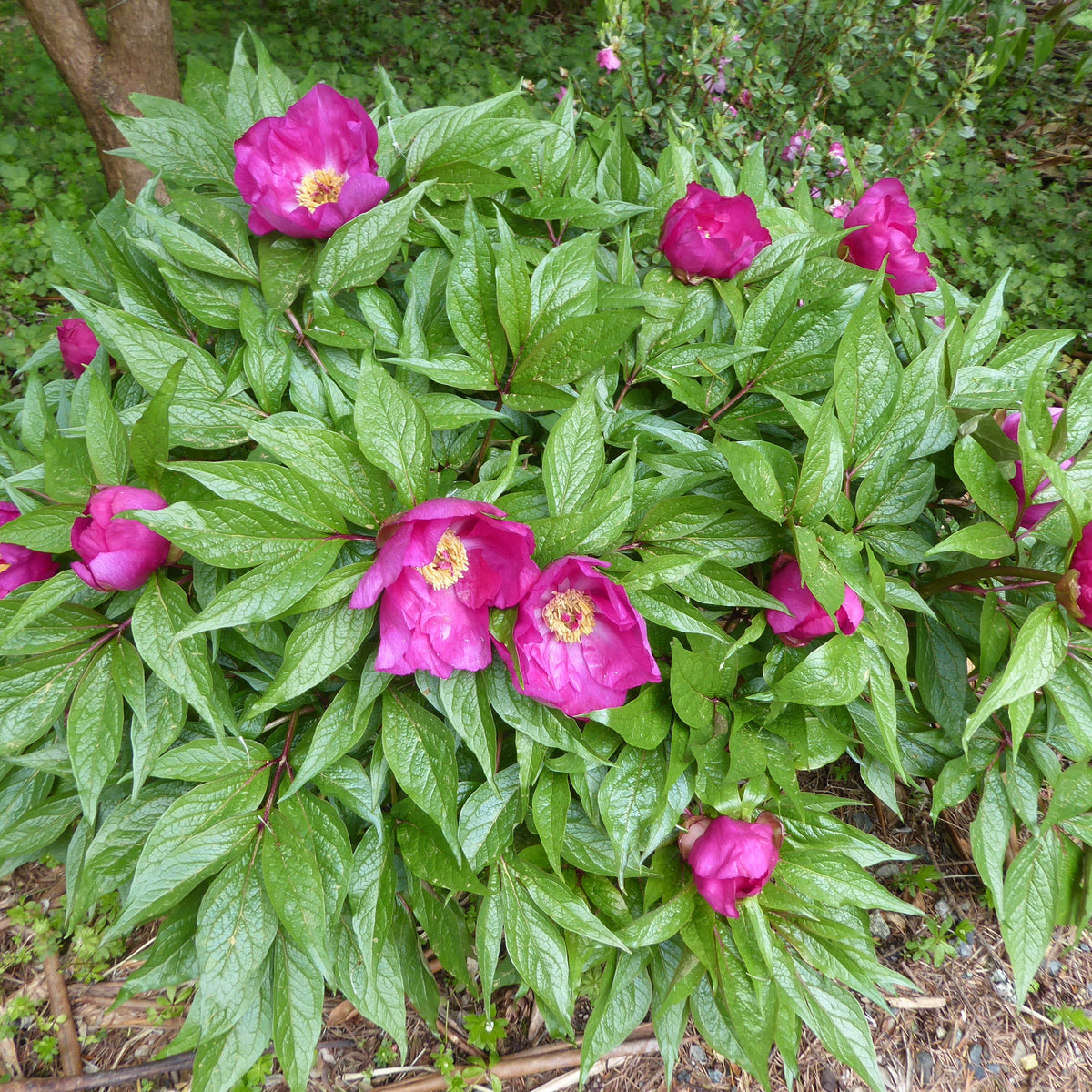 Paeonia mairei  (ex. SEH
