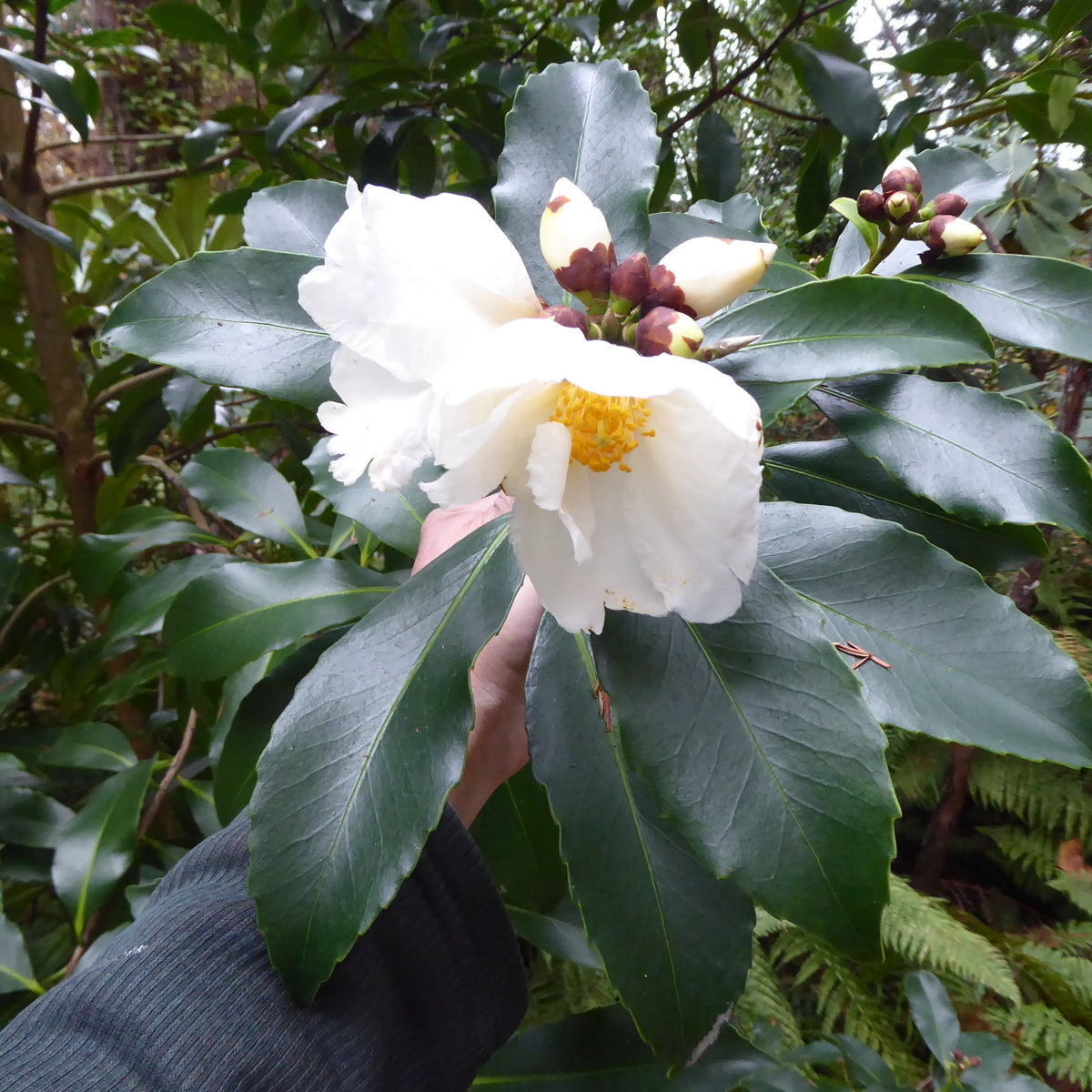 Polyspora (Gordonia) speciosa  YUGU