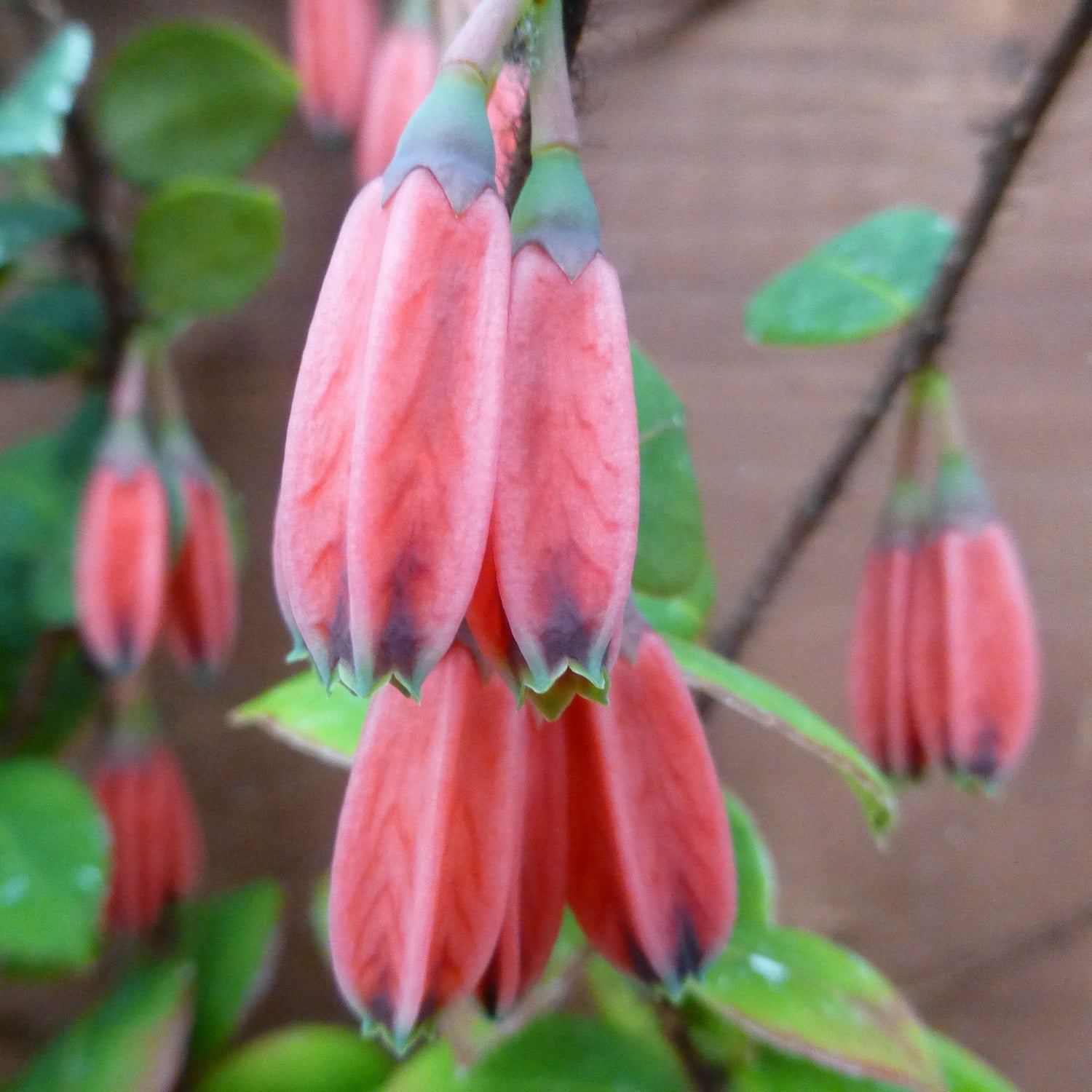 Agapetes species  SEH