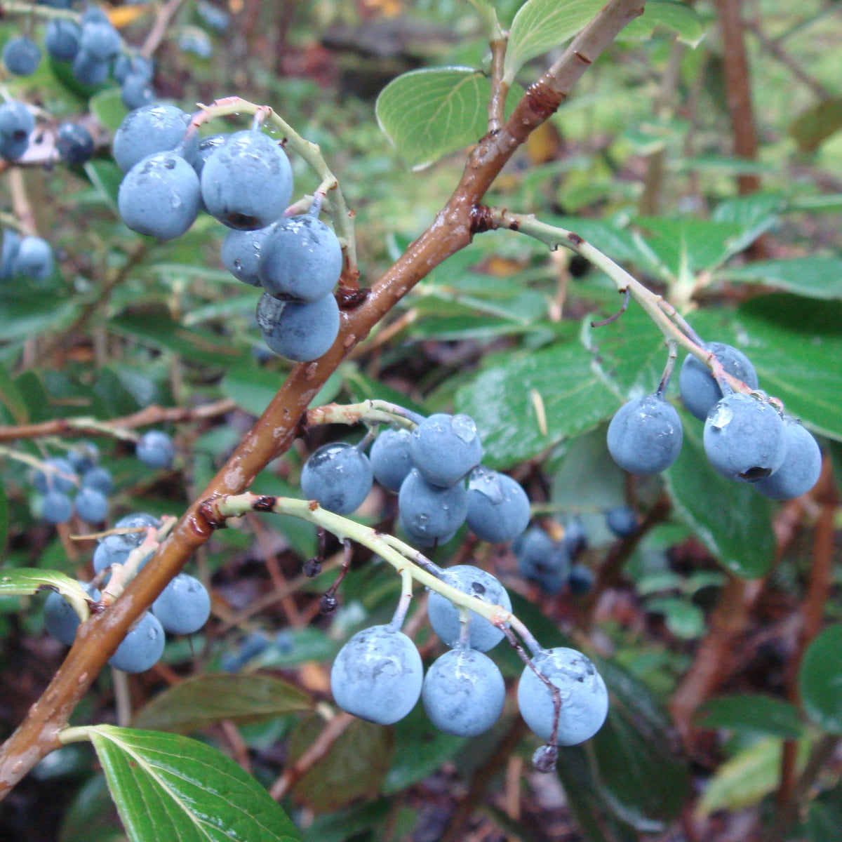 Vaccinium glaucoalbum