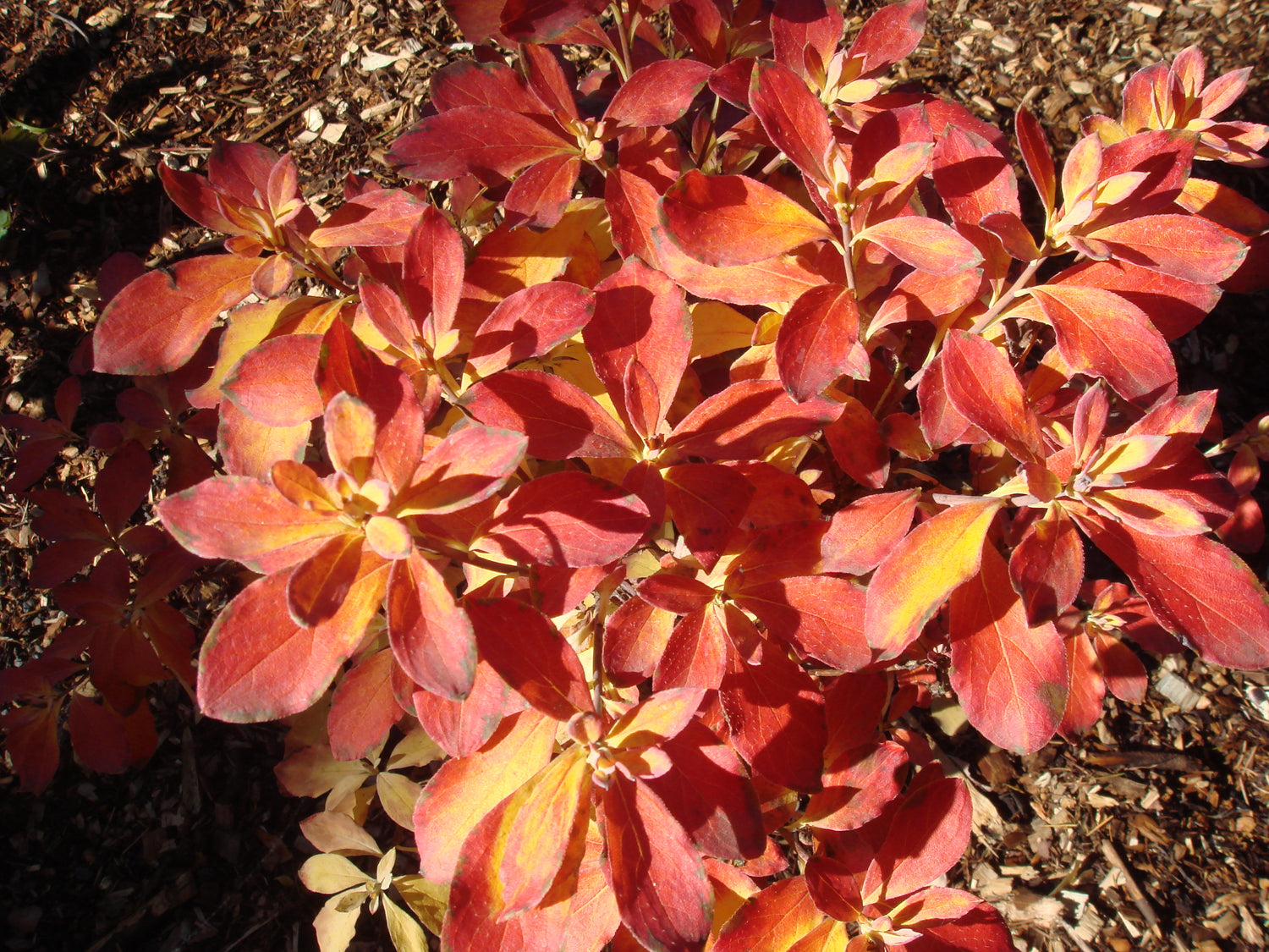 Rhododendron benhallii (formerly Menziesia ciliicalyx) ‘Honshu Blue’