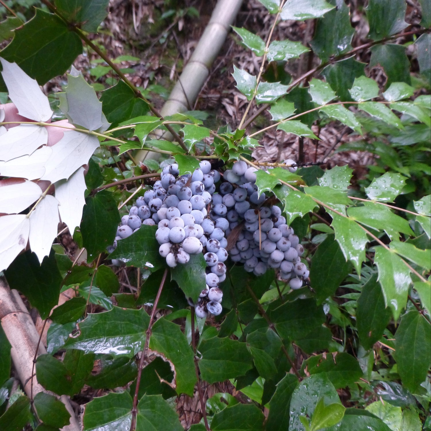 Mahonia bealei