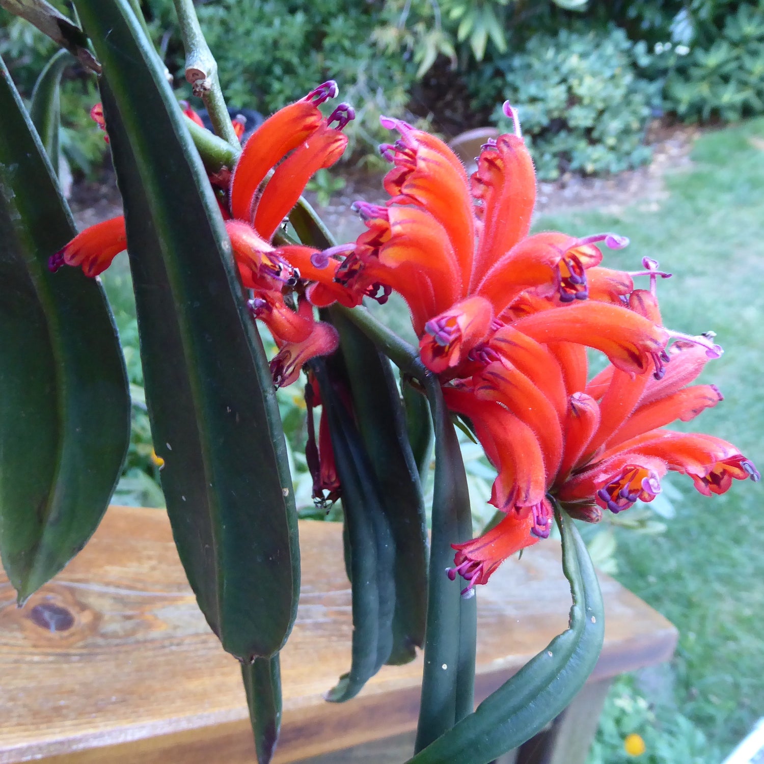 Aeschynanthus tengchungensis  JN