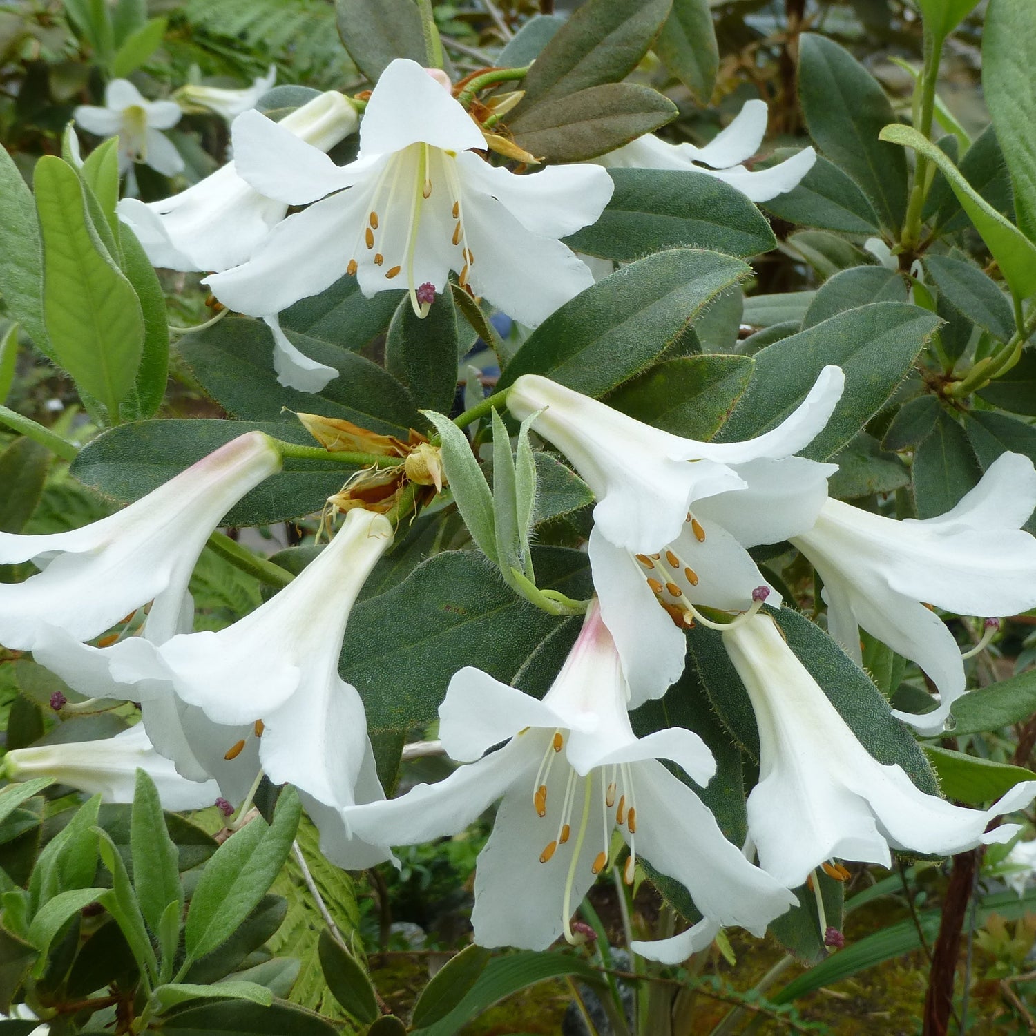 Rhododendron fleuryi  1996/040  KR