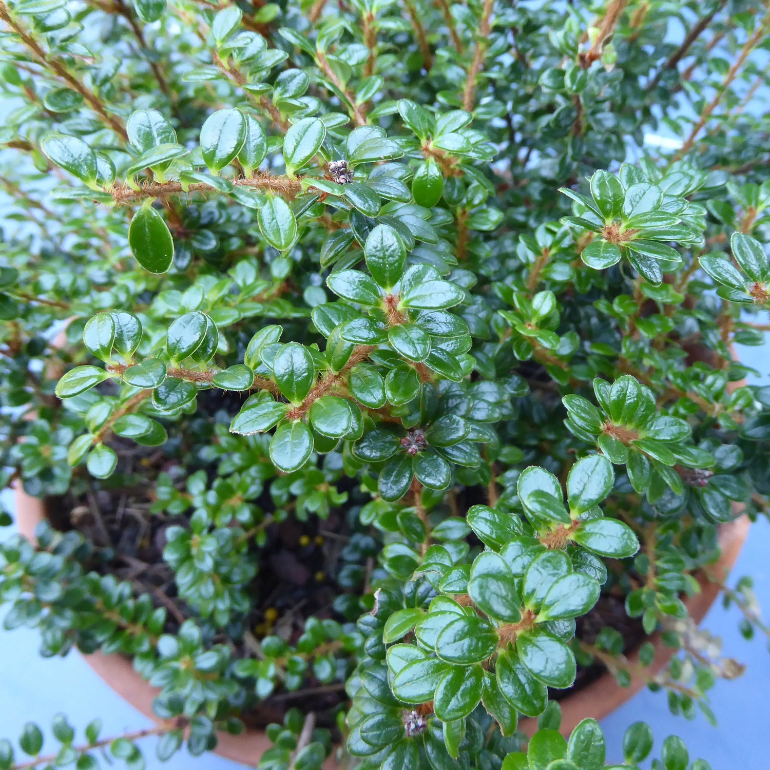 Vaccinium chaetothrix SEH