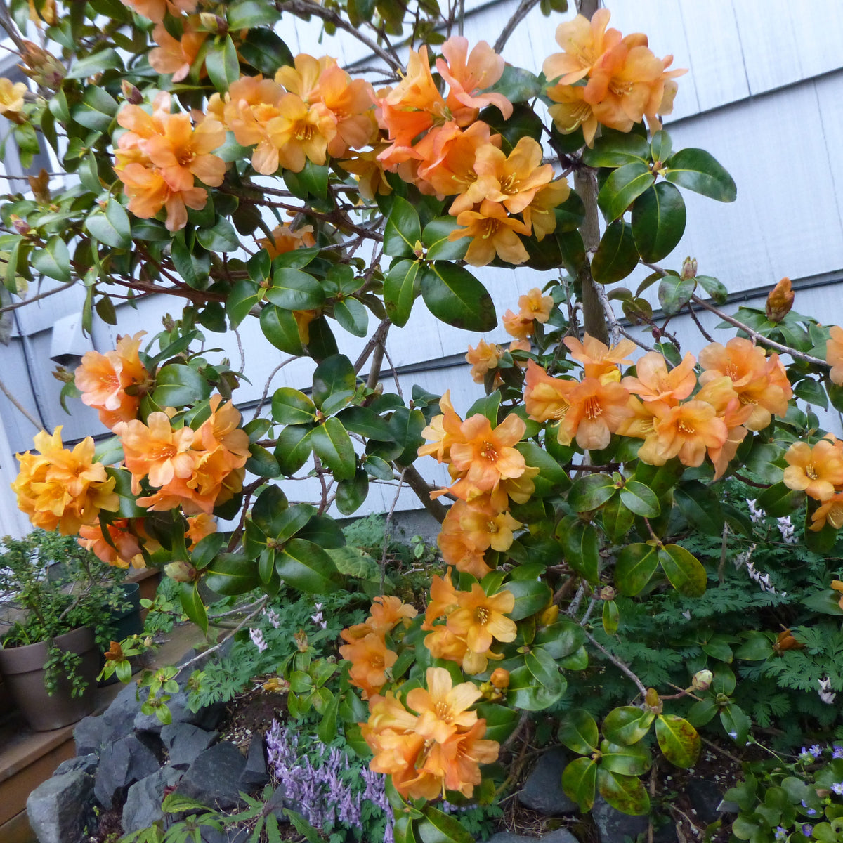 Rhododendron 'Trewithen Orange'