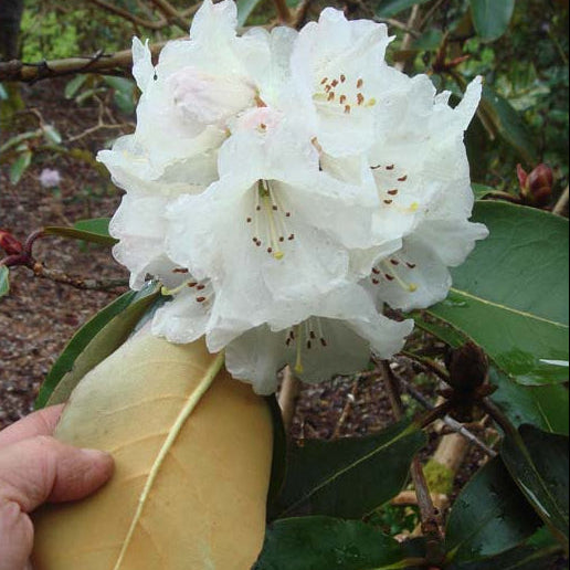 Rhododendron campanulatum ssp. campanulatum RSBG