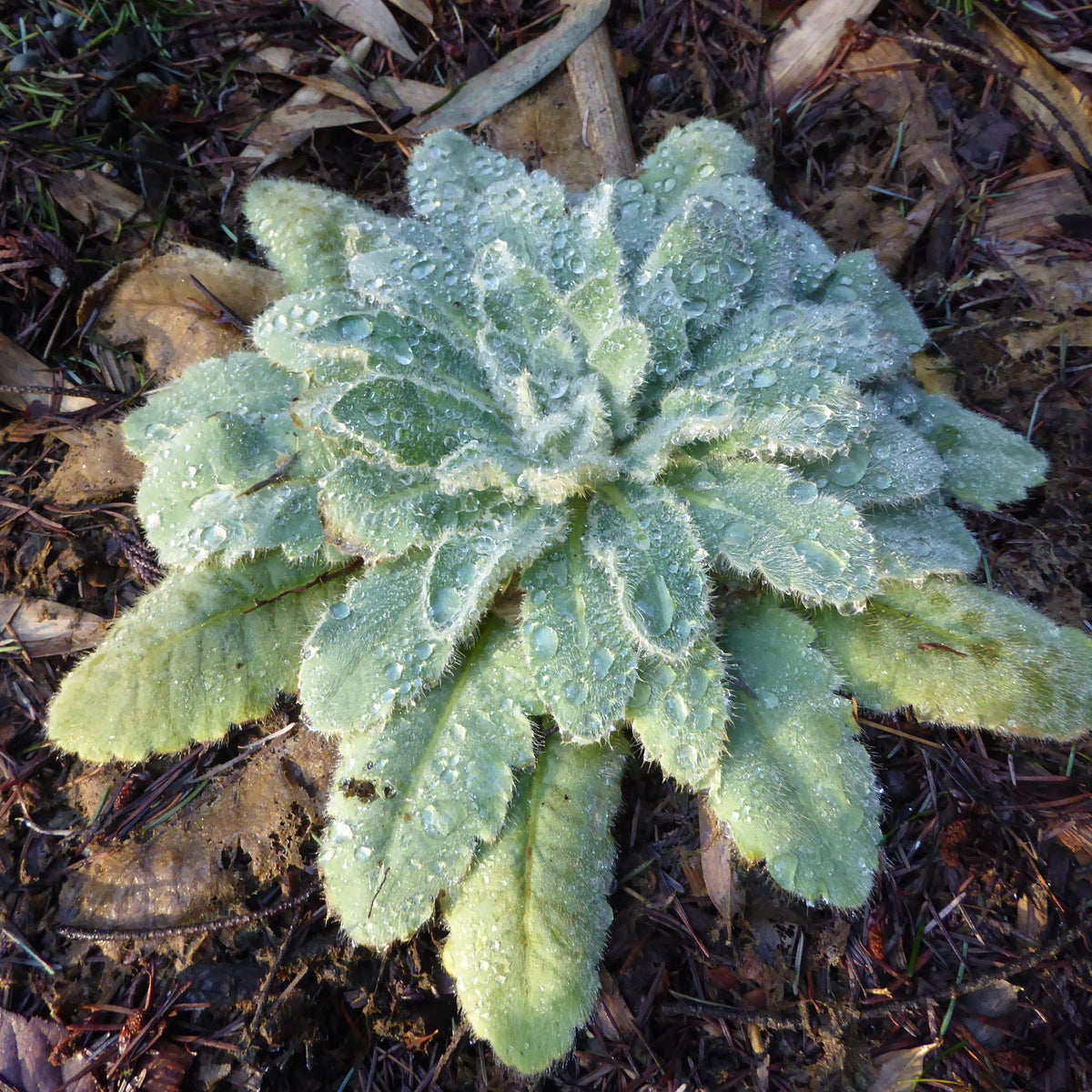 Meconopsis paniculata  (ex. KCSH
