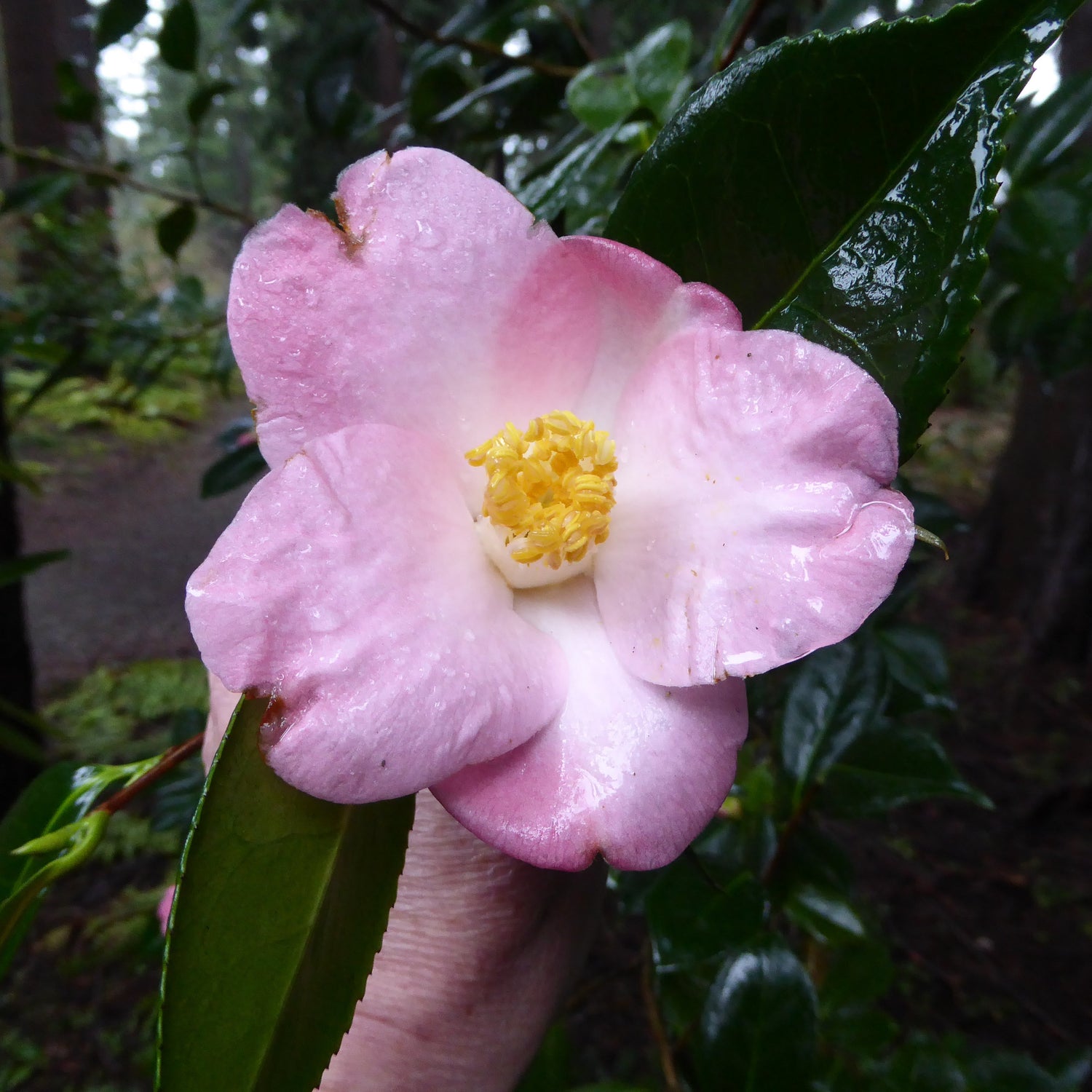 Camellia japonica 'Hana Fuki'