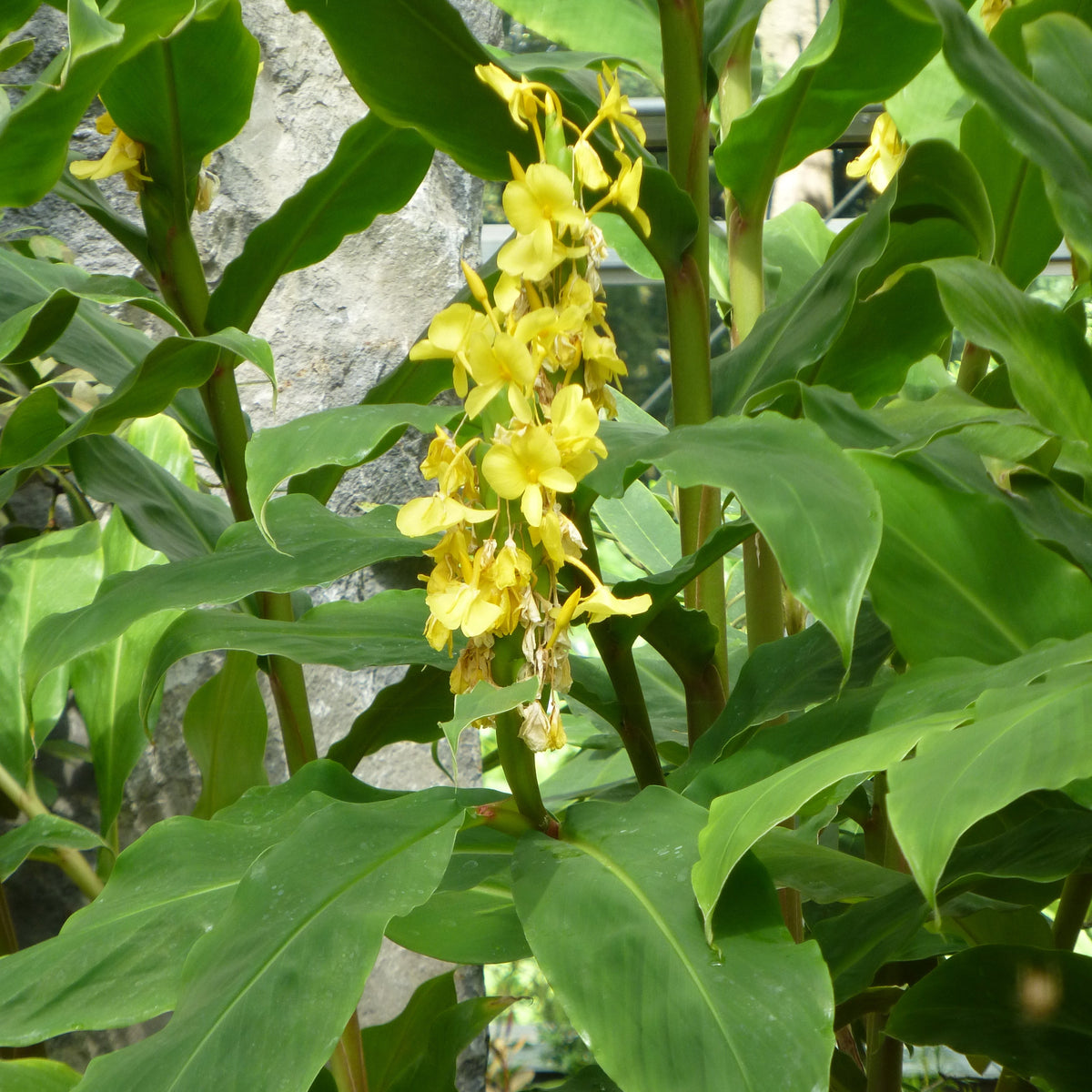 Hedychium wardii