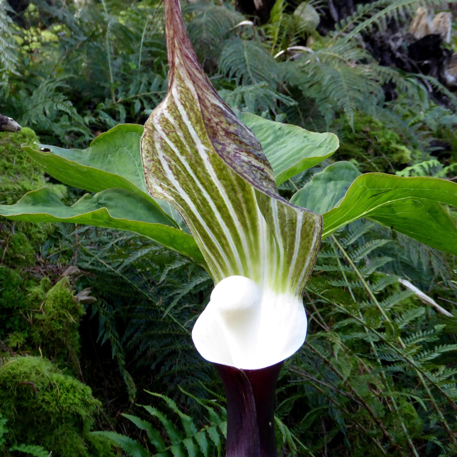 Arisaema sikokianum
