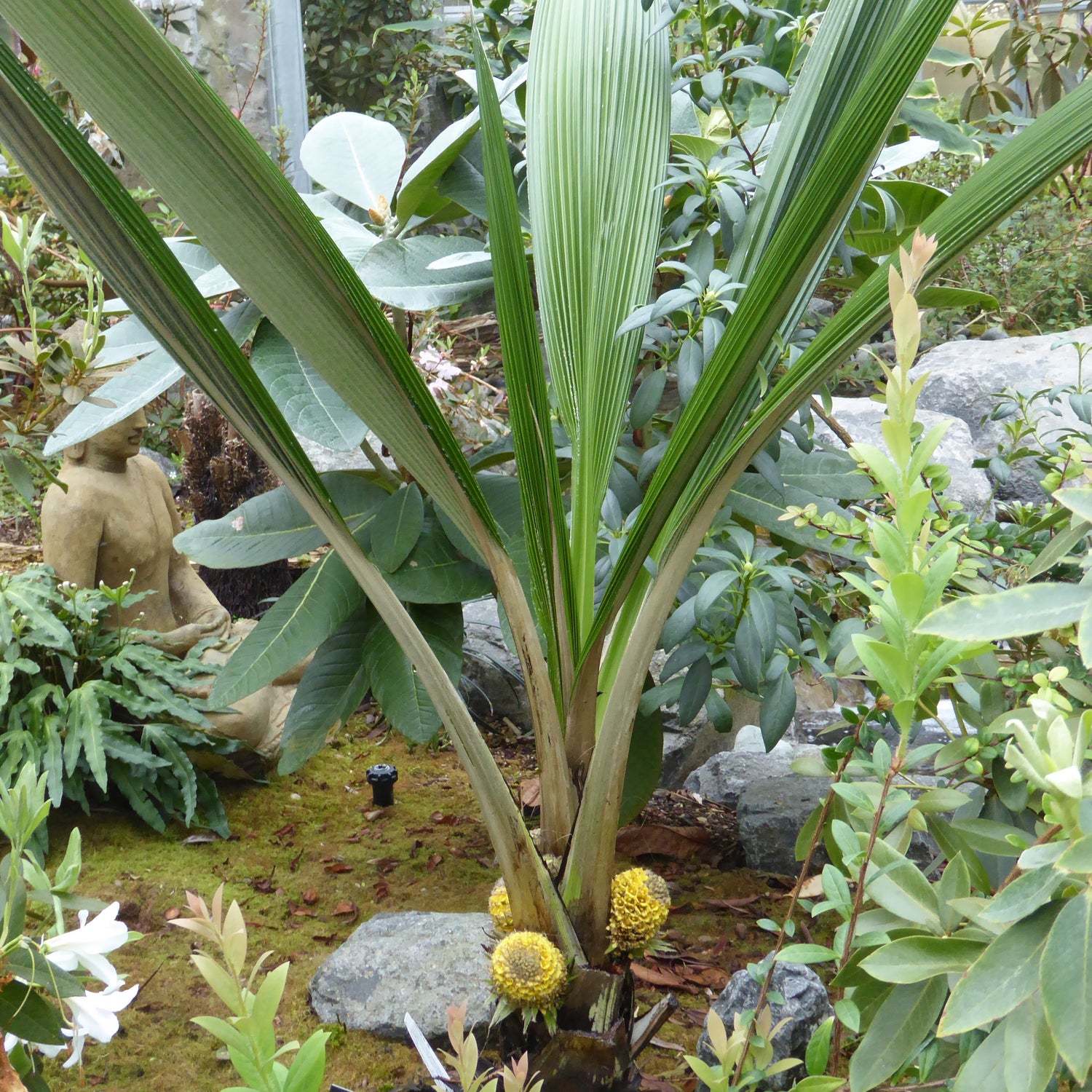 Curculigo crassifolia