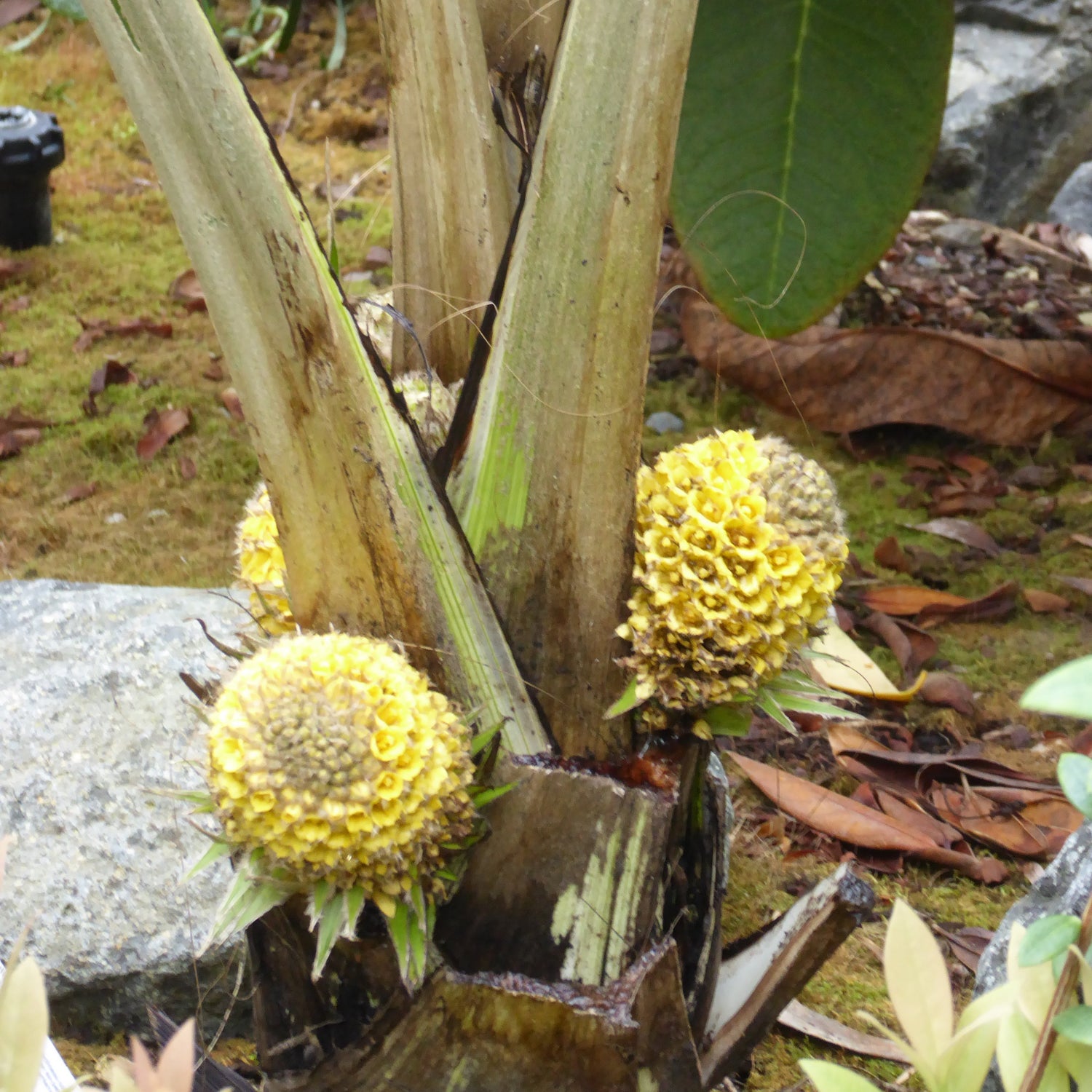 Curculigo crassifolia