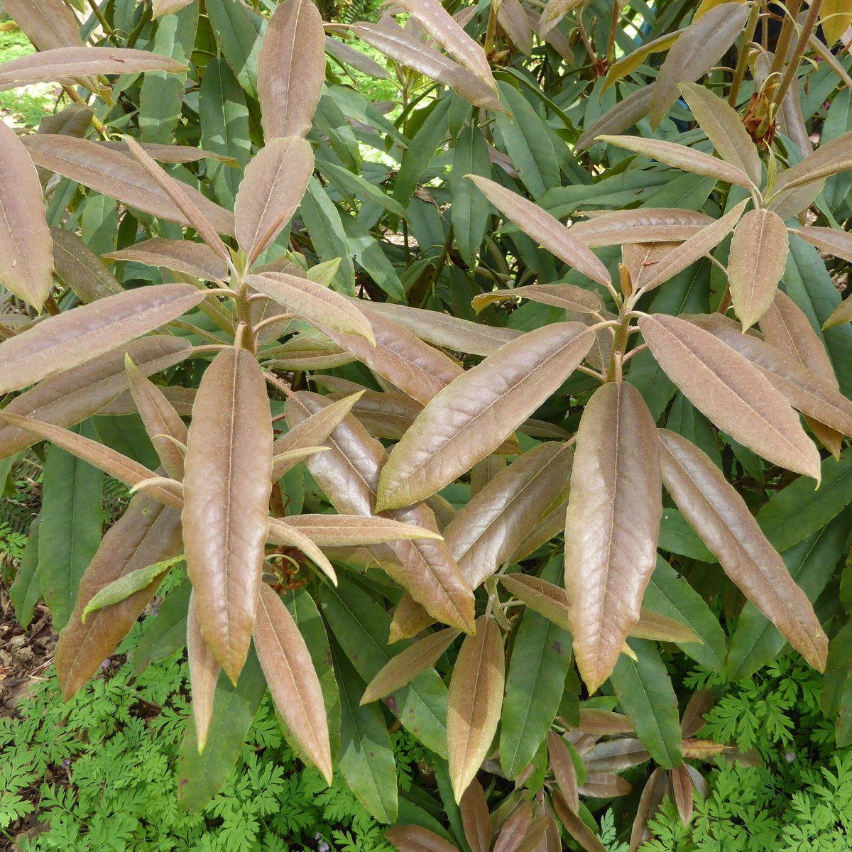 Rhododendron morii