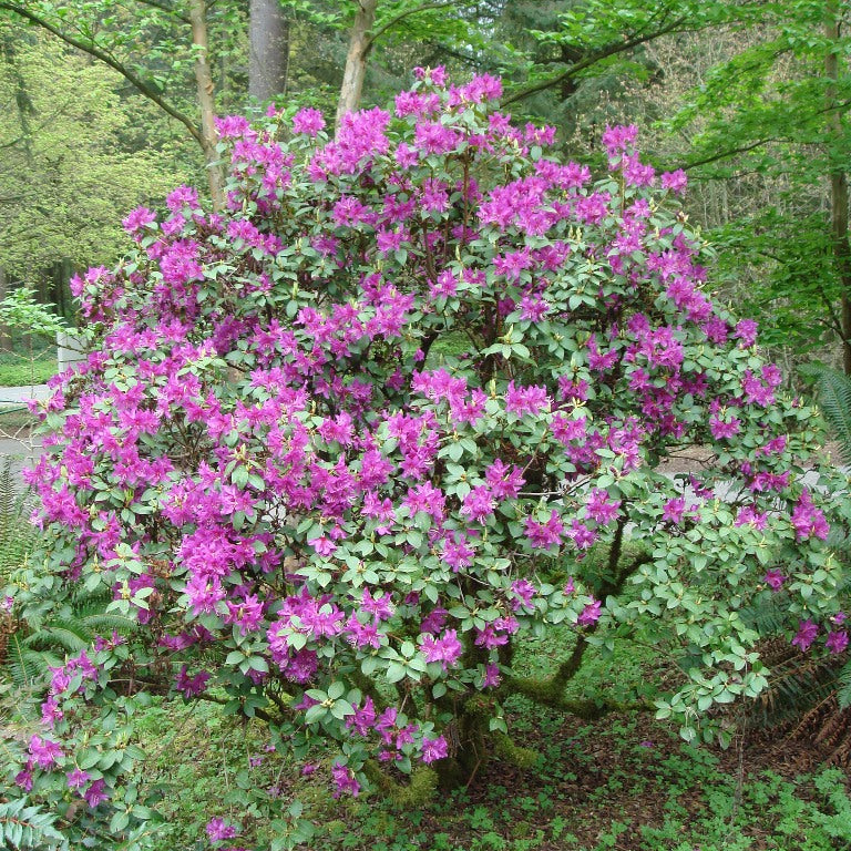Rhododendron concinnum  H2MD