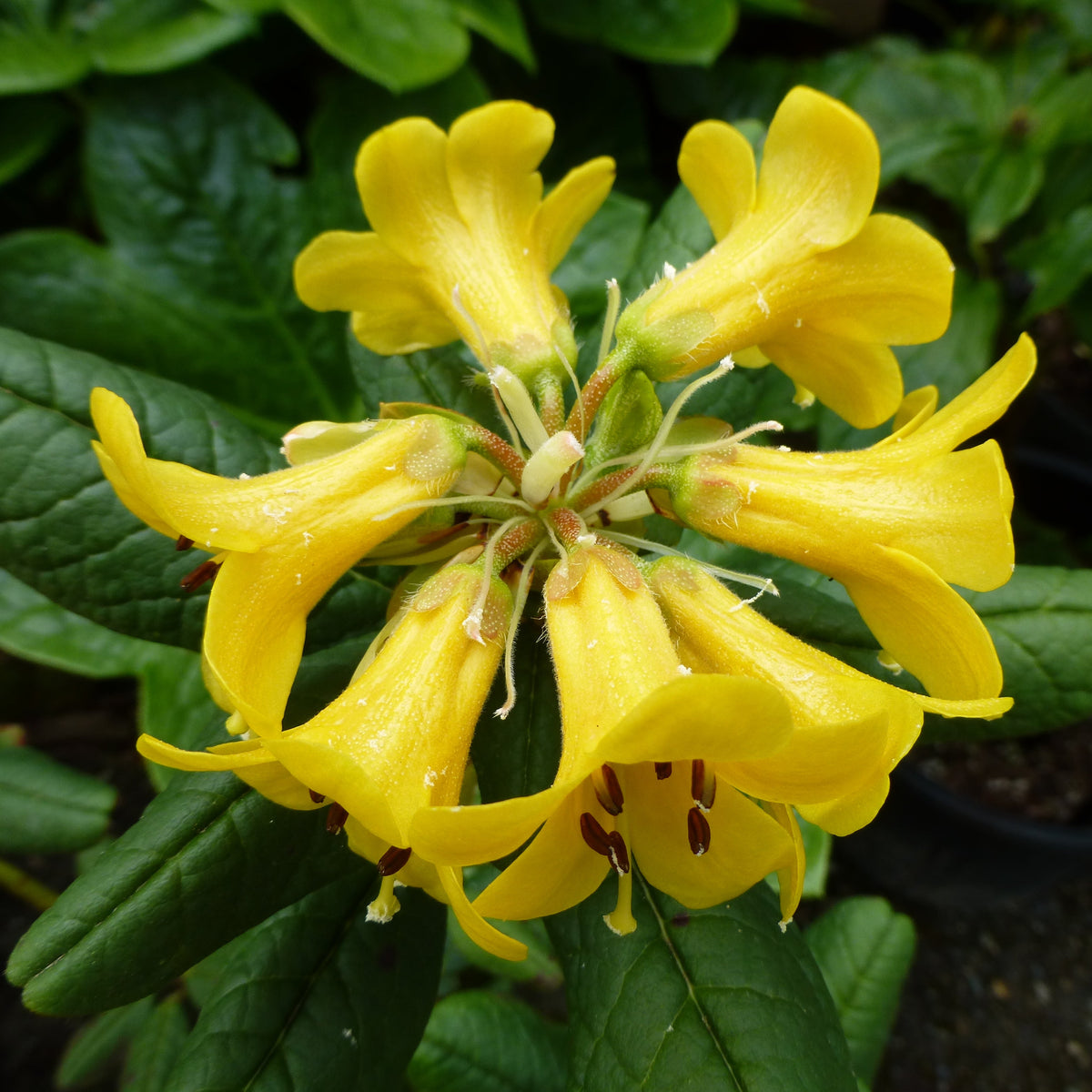 Rhododendron valentinioides  YuGu