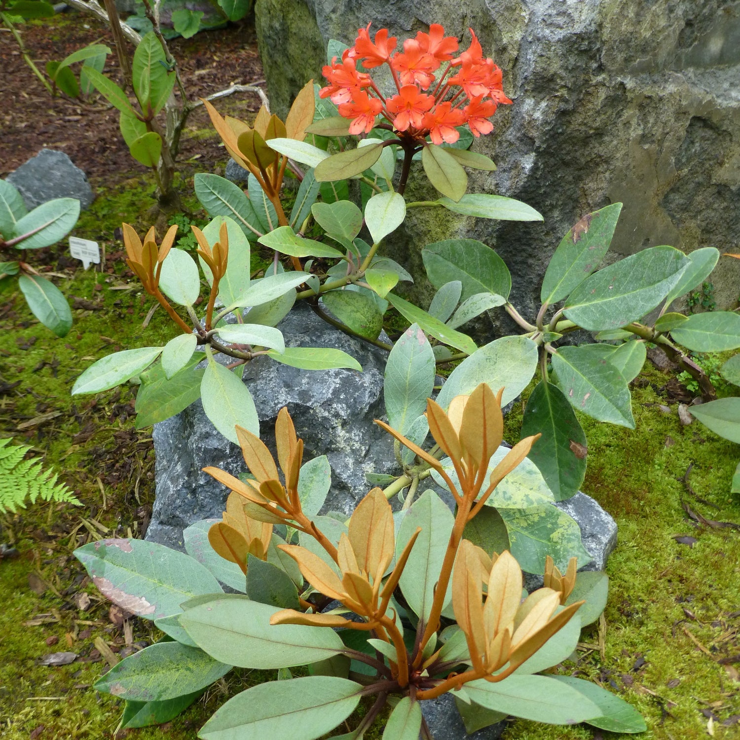 Rhododendron polyanthemum