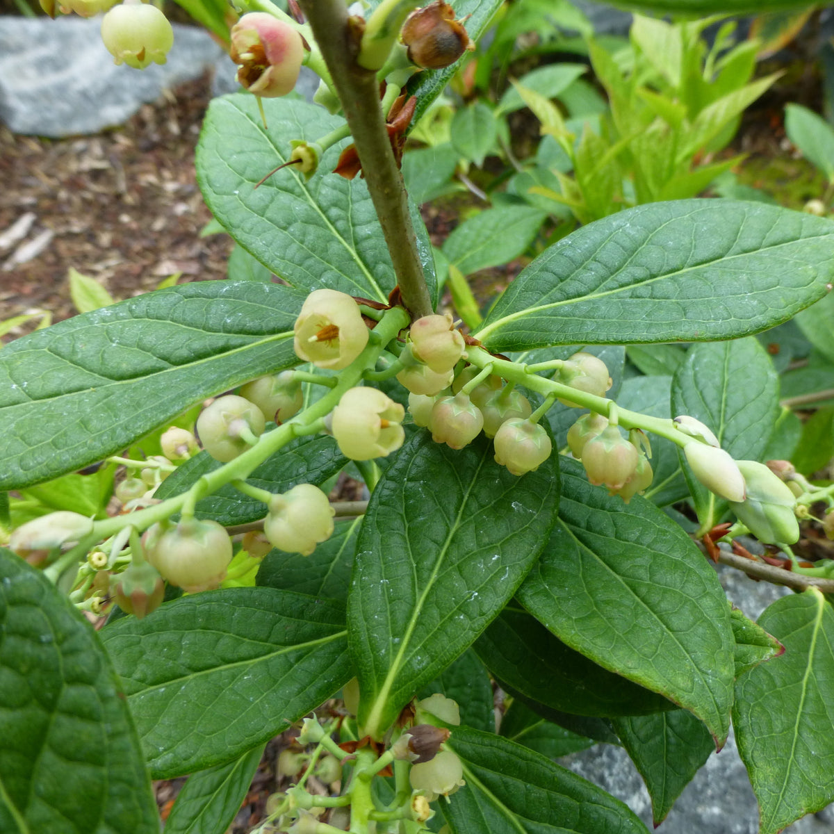 Gaultheria species nova (?) SEH