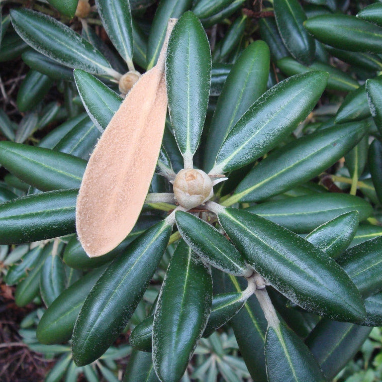 Rhododendron degronianum ssp. yakushimanum  RSBG