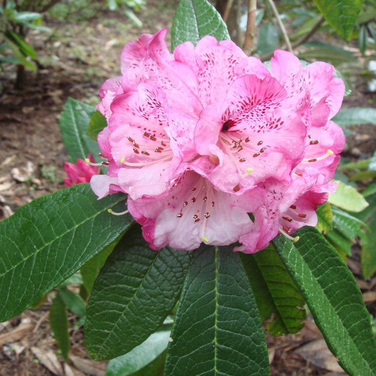 Rhododendron floribundum