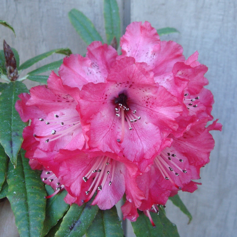 Rhododendron kendrickii  GR