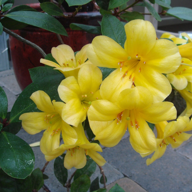 Rhododendron laetum