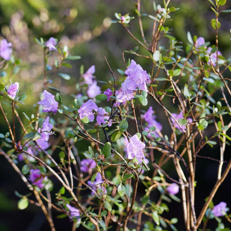Rhododendron ledebourii  135sd2024
