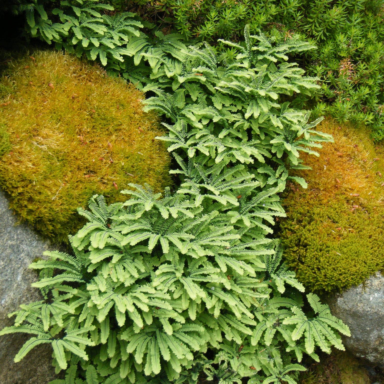Adiantum aleuticum var. subpumilum