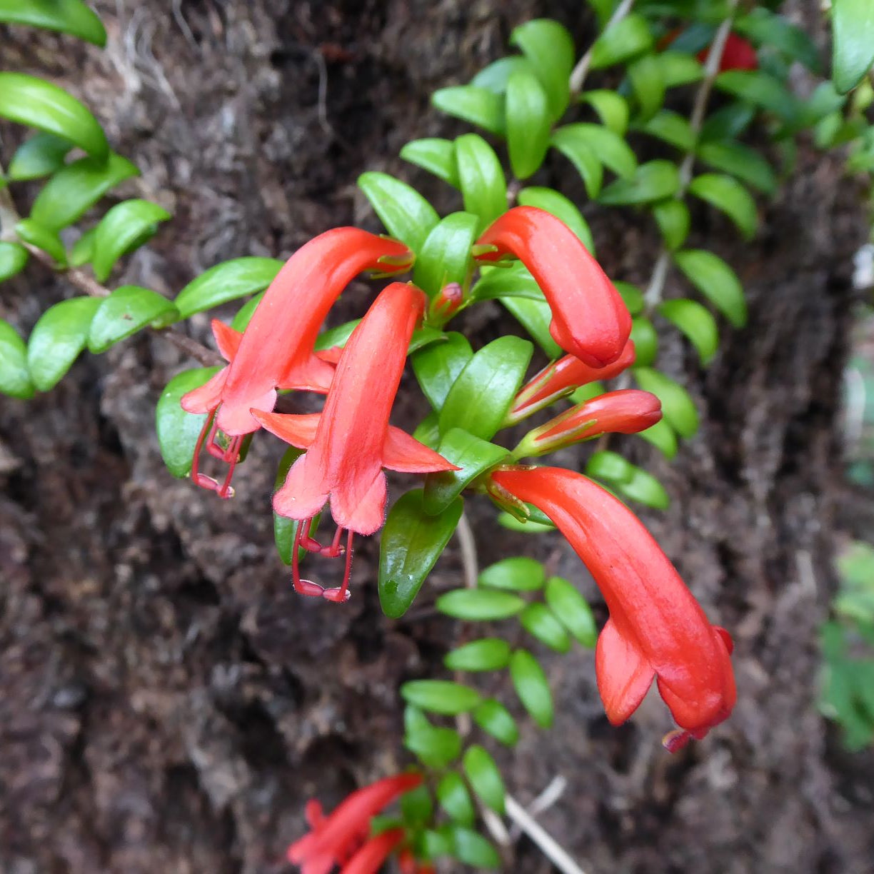 Aeschynanthus buxifolius