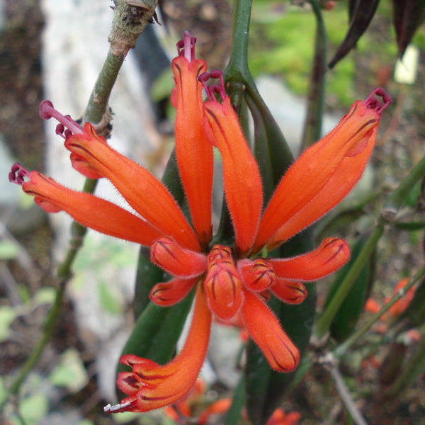 Aeschynanthus tengchungensis  JN