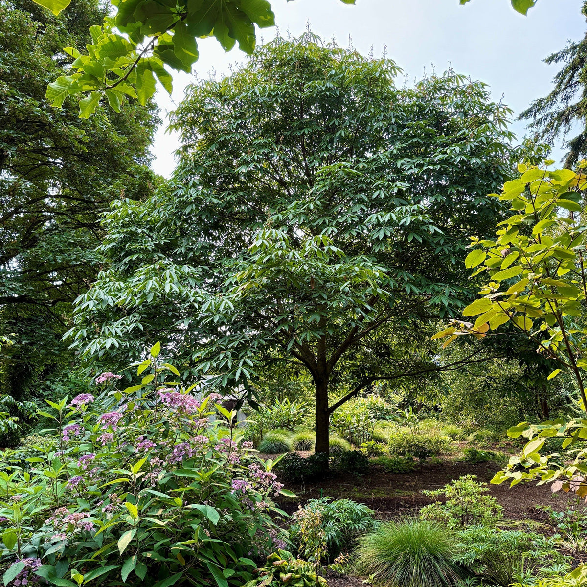 Aesculus wangii  (ex. DJHV