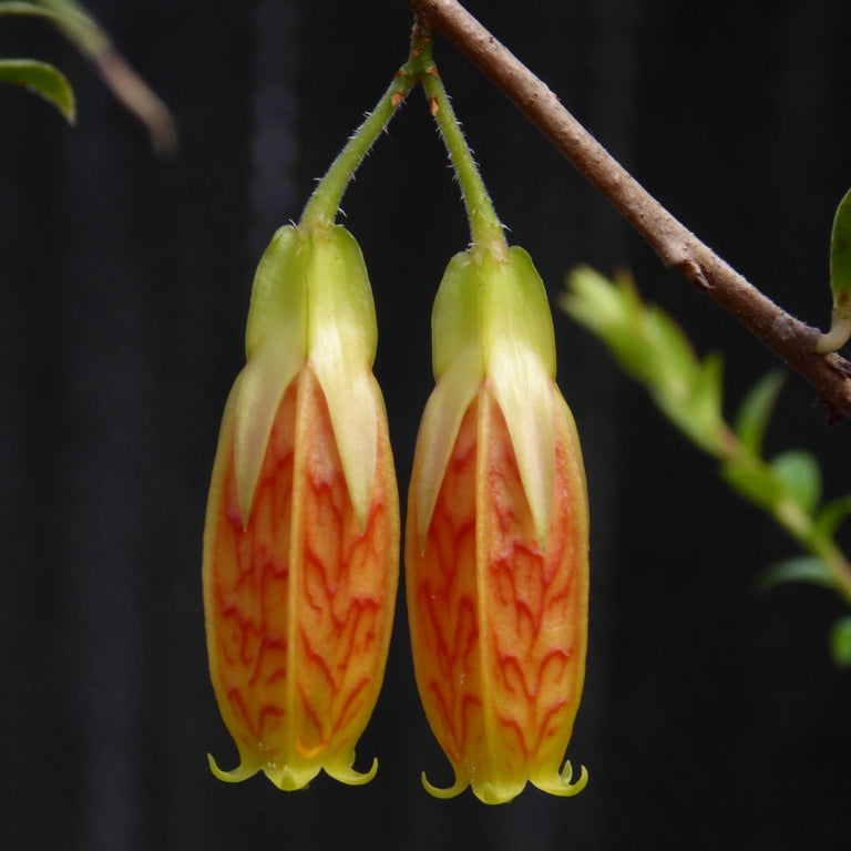 Agapetes 'Orange Marmalade'