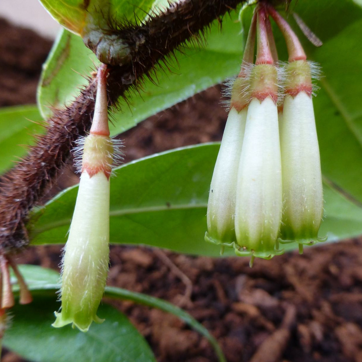Agapetes cauliflora  SEH