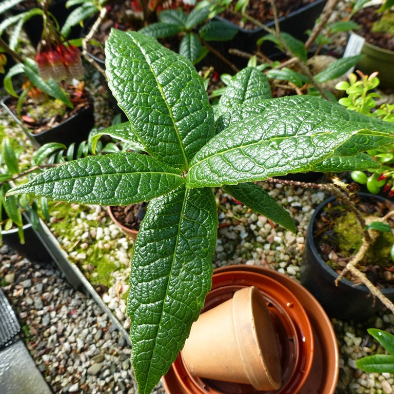 Agapetes hookeri  SEH