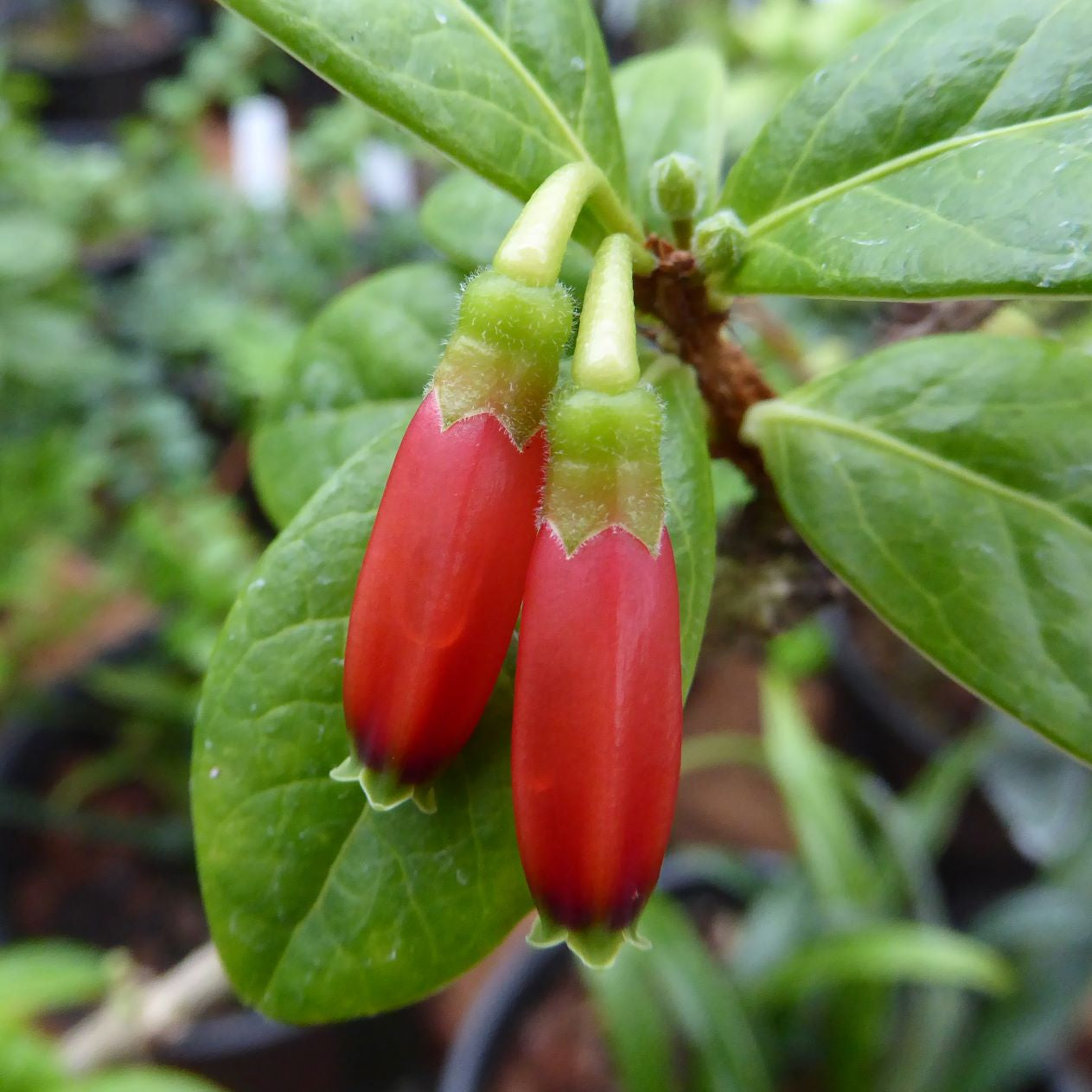 Agapetes hosseana 'Red Elf'