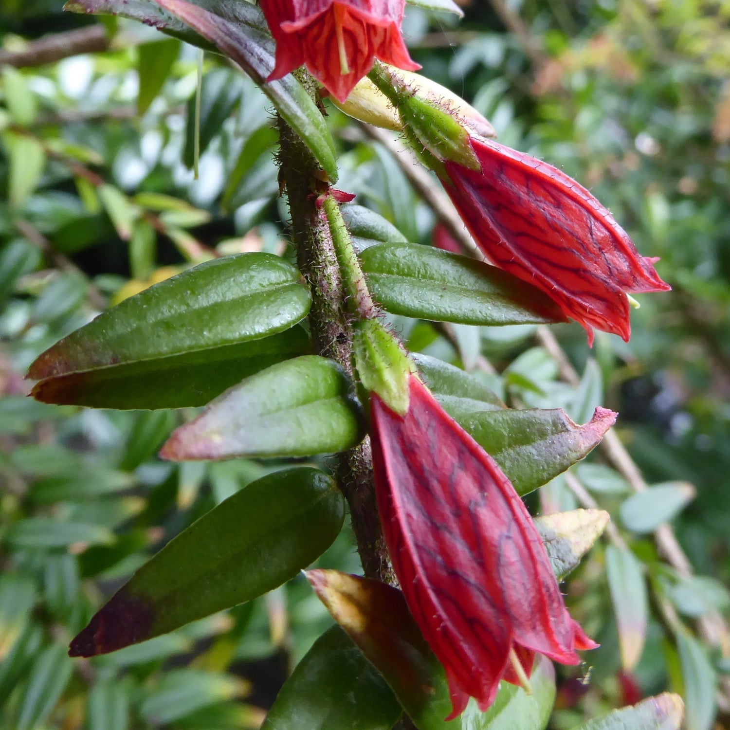 Agapetes serpens 'Darjeeling Ruby'  SEH