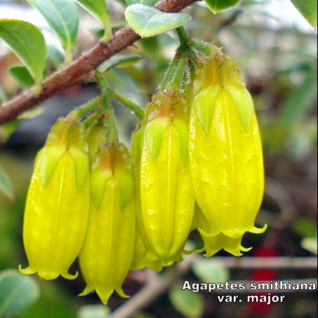 Agapetes smithiana var. major