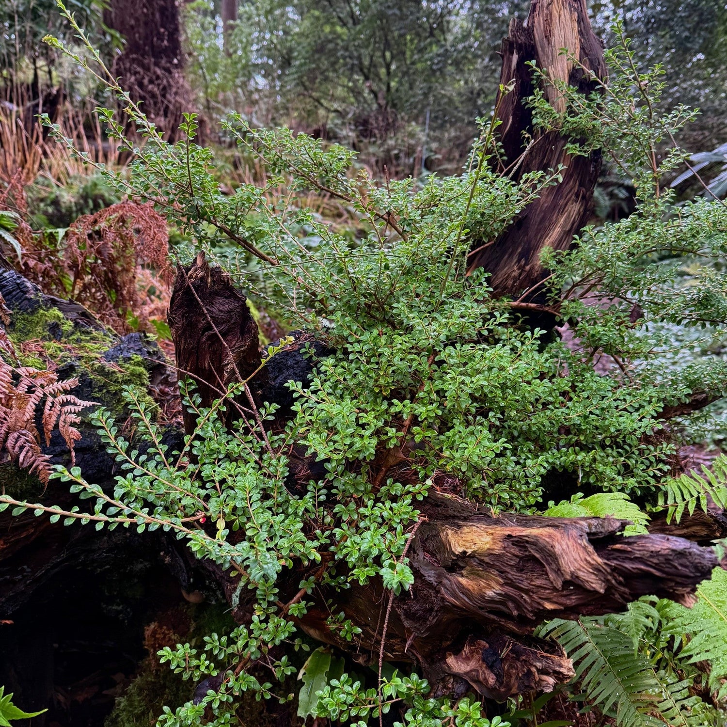 Agapetes rubrobracteata  2020/5077