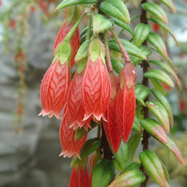 Agapetes serpens