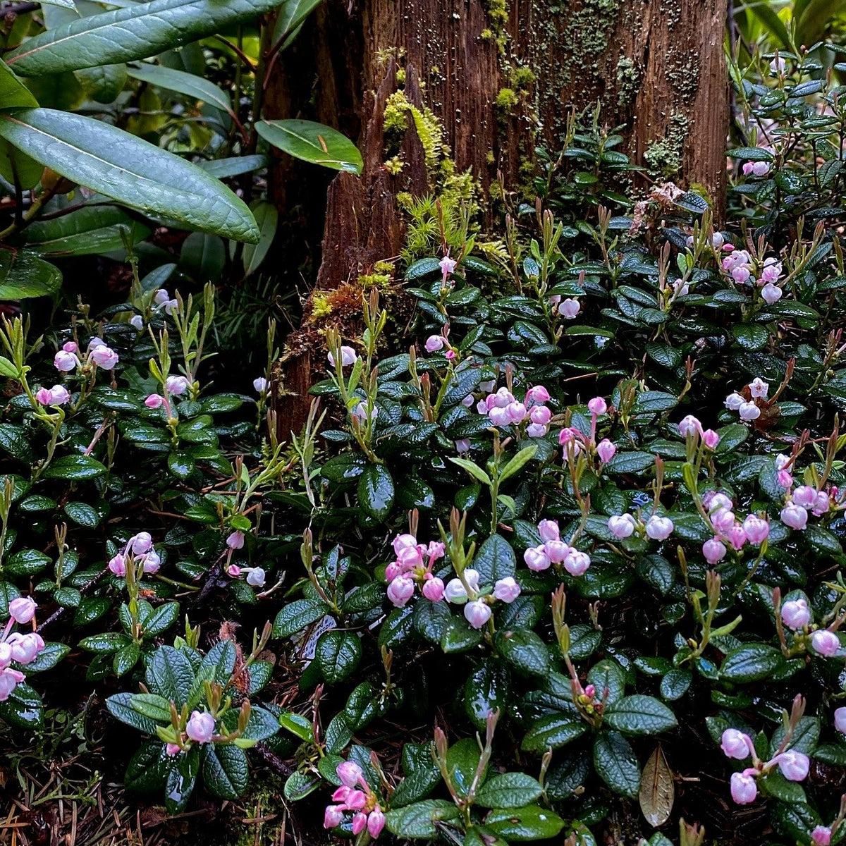 Andromeda glaucophylla 'Nana'