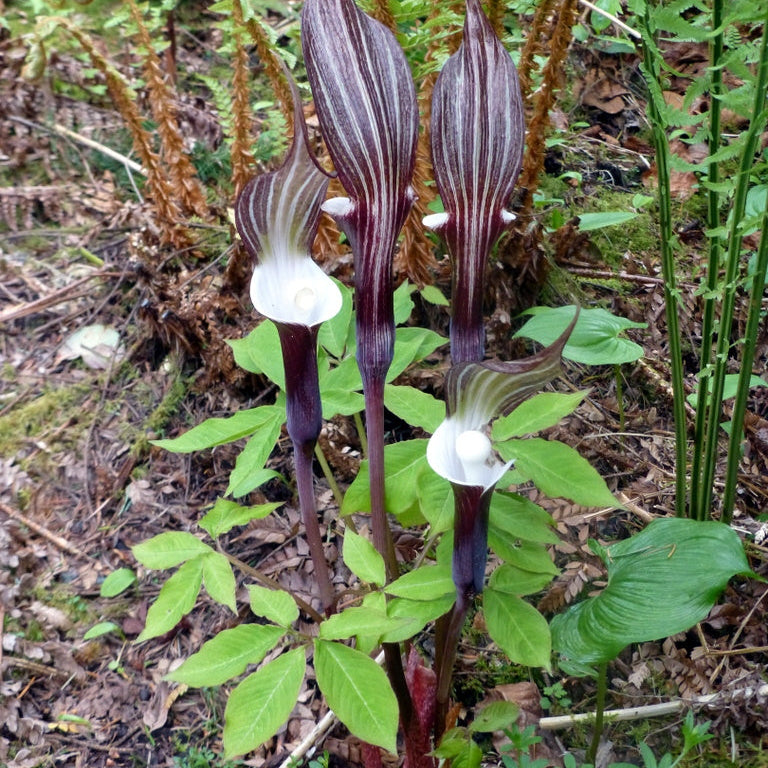 Arisaema sikokianum