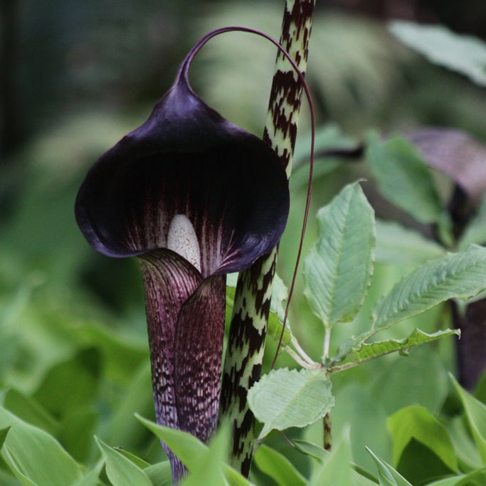 Arisaema taiwanense