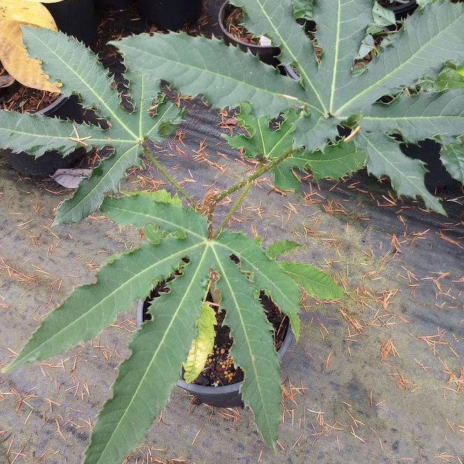 Brassaiopsis hispida