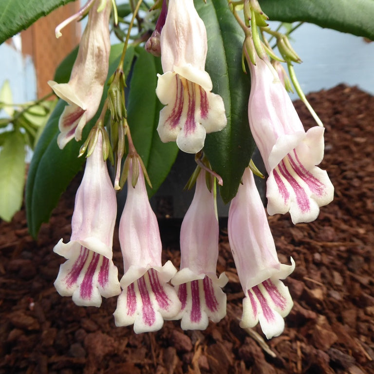 Lysionotus petelotii YuGu