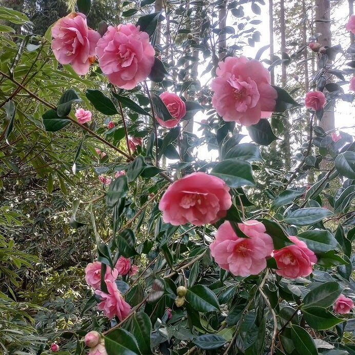 Camellia japonica 'Fashionata'