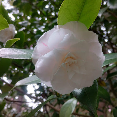 Camellia 'Grace Albritton'