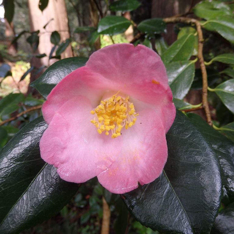 Camellia japonica 'Hana Fuki'