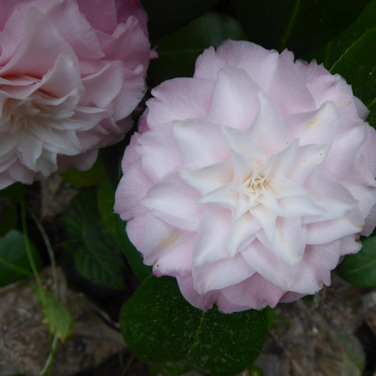 Camellia japonica 'Alta Gavin'