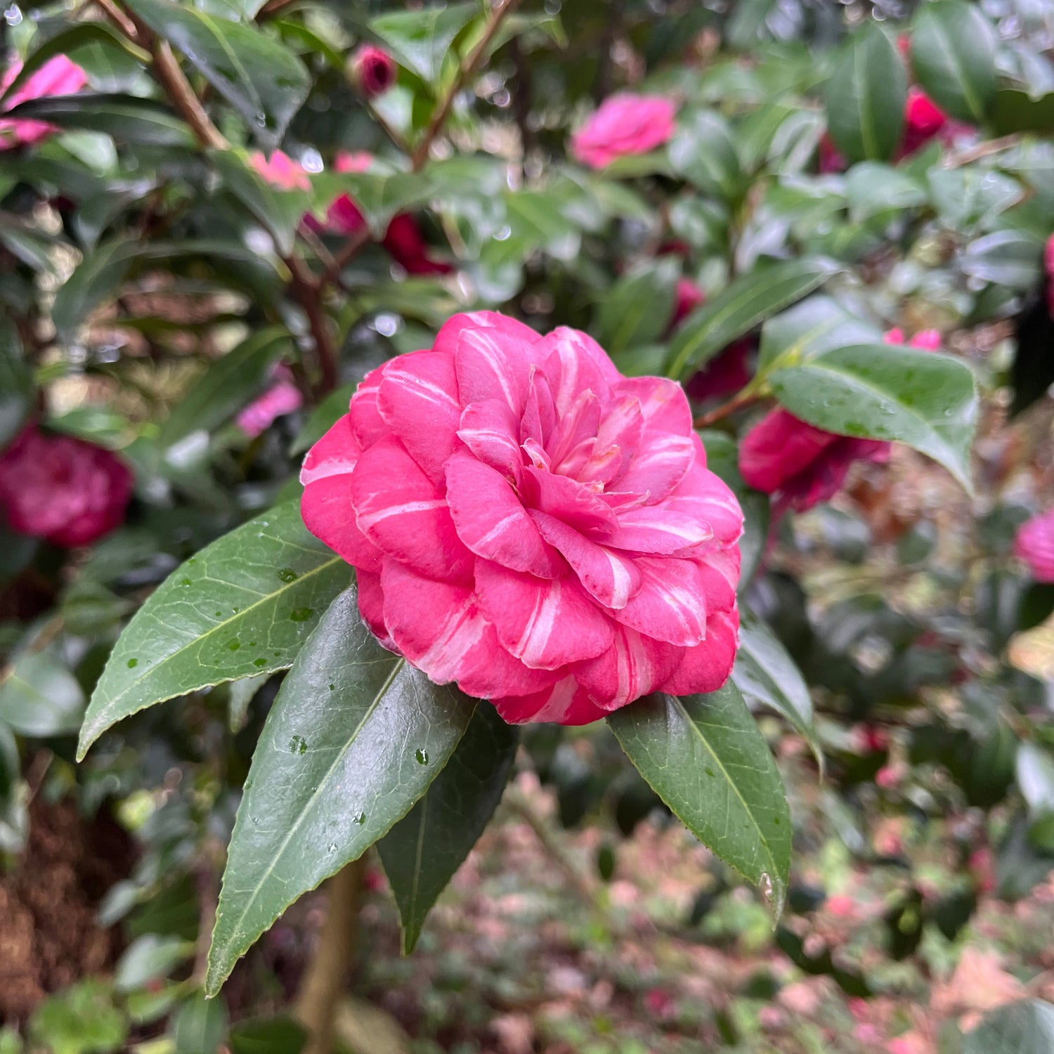 Camellia japonica 'Orandako'