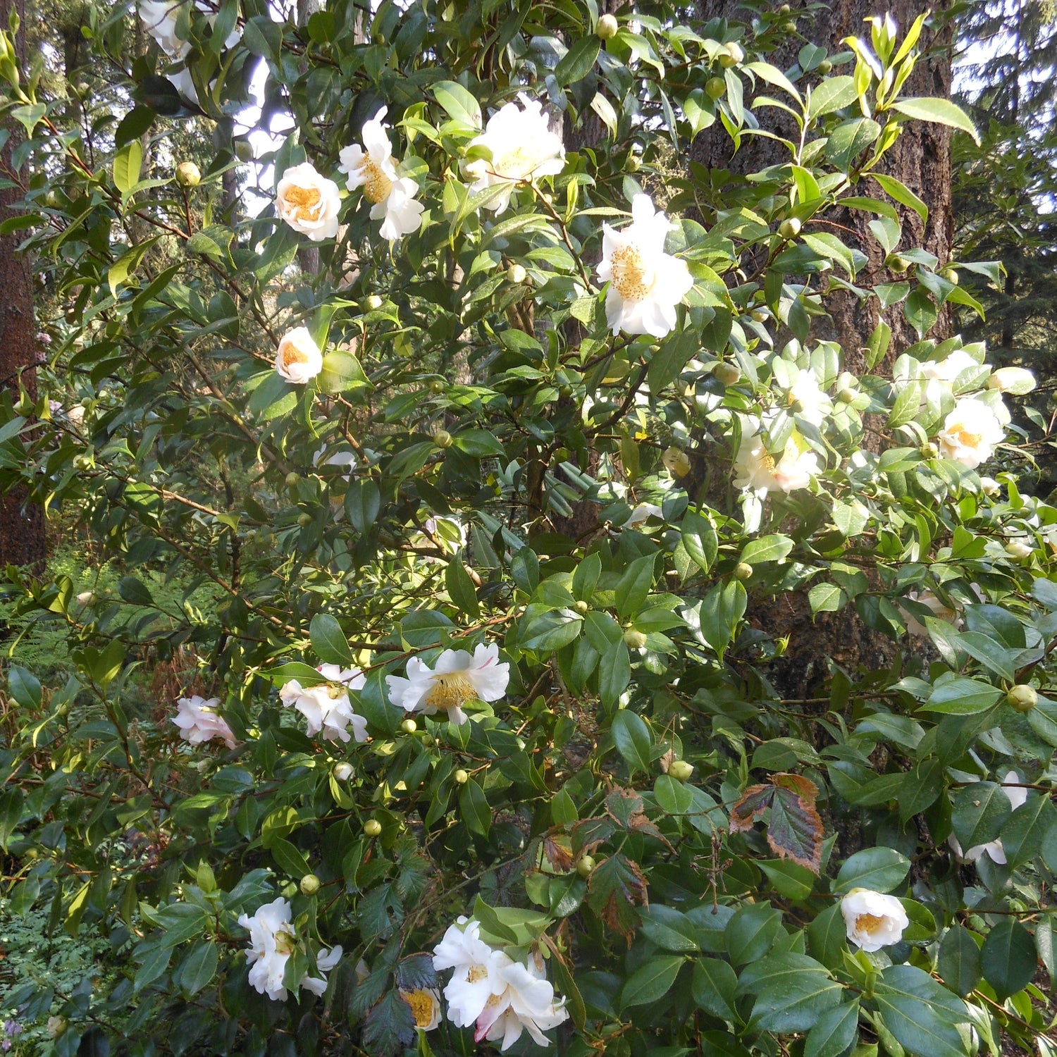 Camellia 'Scented Sun'